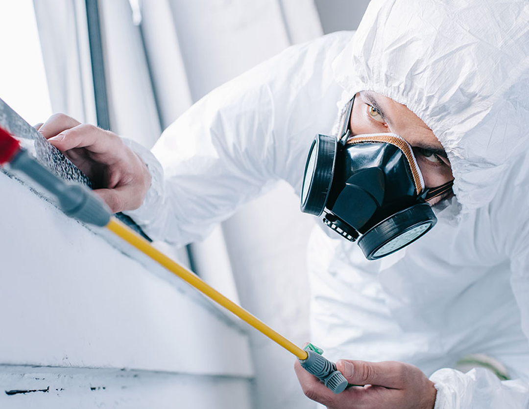 dedetizadora contagem